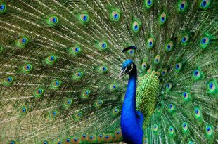طاووس نماد چیست