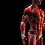  عضلات شکم و هر آنچه که باید در مورد آن بدانید