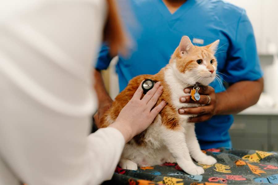  عوارض واکسن گربه چیست