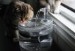 چه مقدار آب برای گربه ها لازم است؟