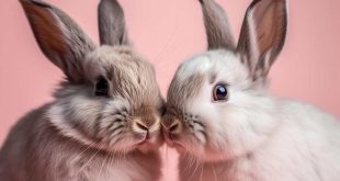  تشخیص خرگوش نر و ماده