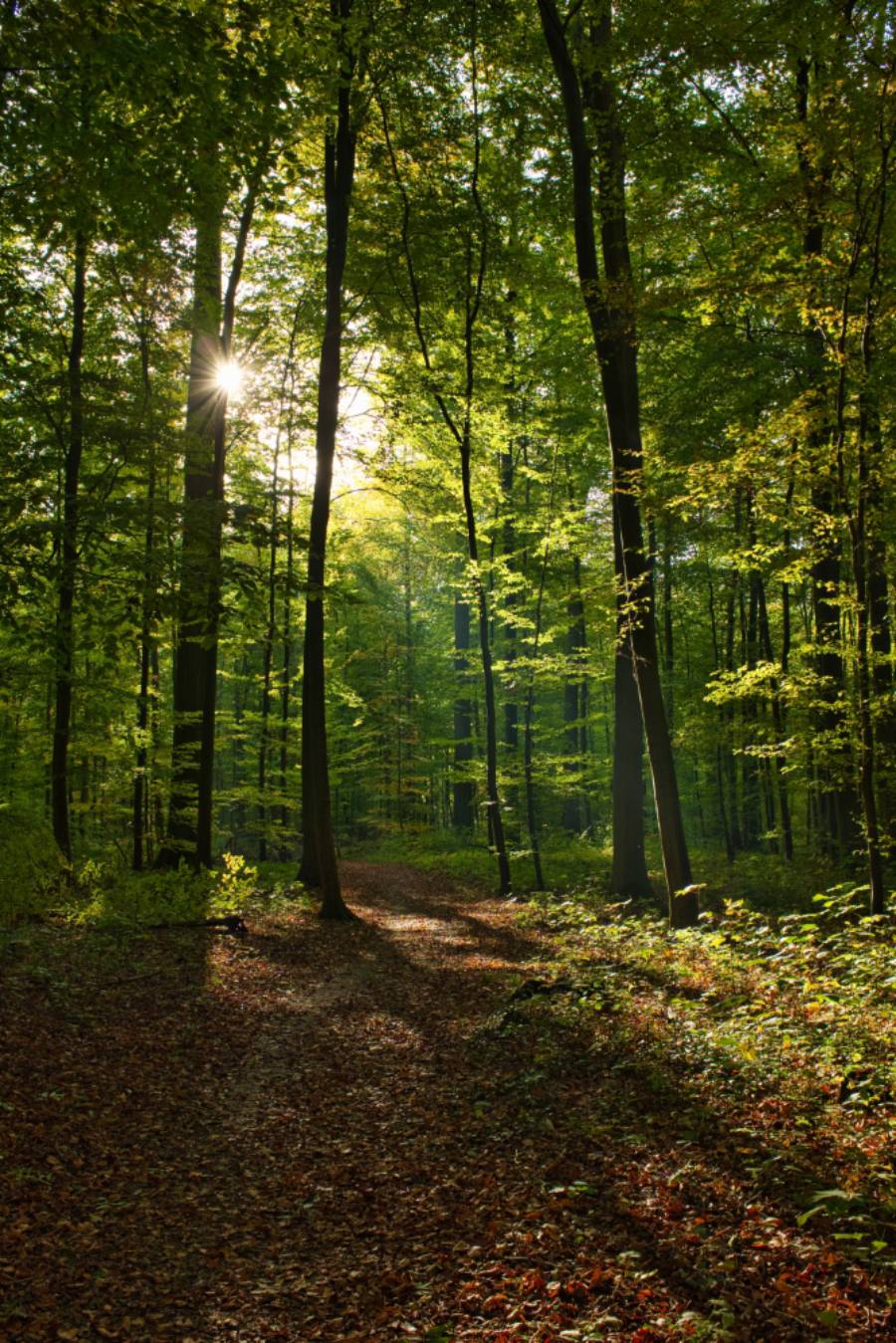 فواید جنگل برای انسان چیست ؟