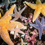  ستاره دریایی از چه موادی تغذیه می کند ؟