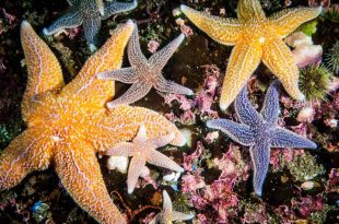  ستاره دریایی از چه موادی تغذیه می کند ؟