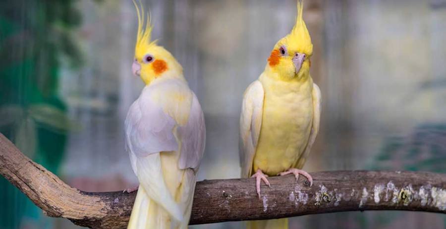 عروس هلندی چقدر عمر میکند