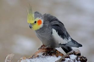 عروس هلندی چقدر عمر می‌کند