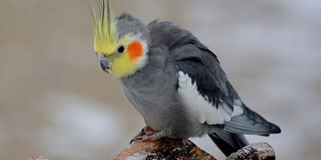 عروس هلندی چقدر عمر می‌کند