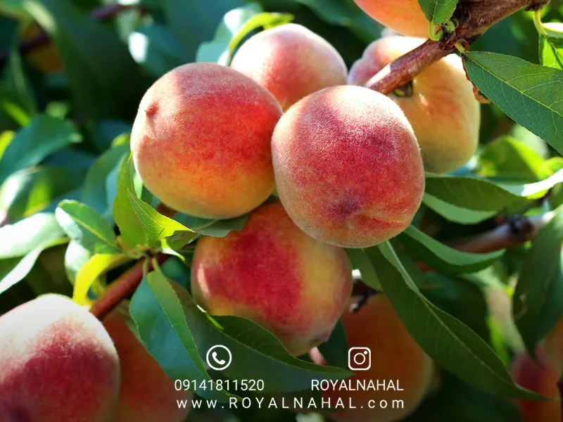 بهترین نهال میوه