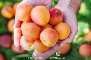 بهترین نهال ها را برای آبادانی باغتان انتخاب کنید؟