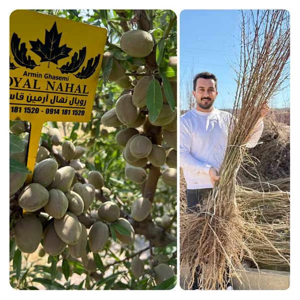 رویال نهال مرکزی برای پرورش آرزوی شما